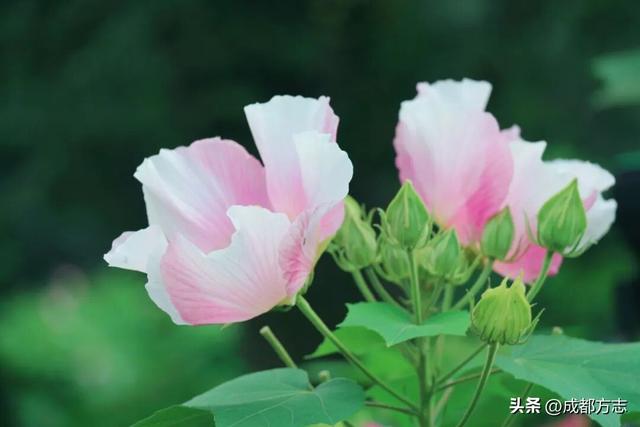 开疯了！一日三变的浪漫，错过等一年→