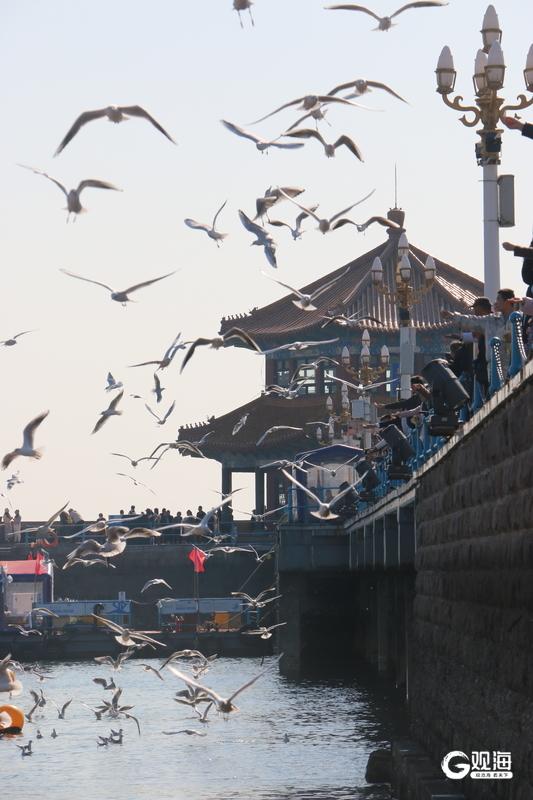 蓝天白云间“名场面”：海鸥翩跹，人鸥同乐