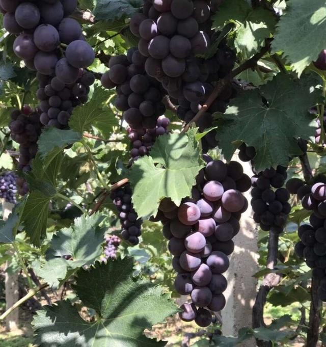 气温舒爽正当时 畅游鞍山好时节
