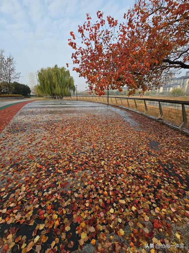 美了醉了爱了乌桕，深秋神奇神秘乌桕，美色美丽美景，一往情深!