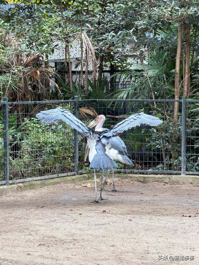 上海动物园的高颜值图鉴
