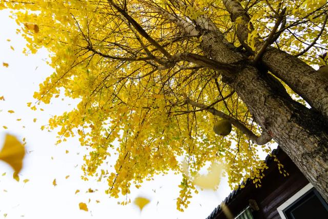 连城超美银杏快来打卡，错过等一年