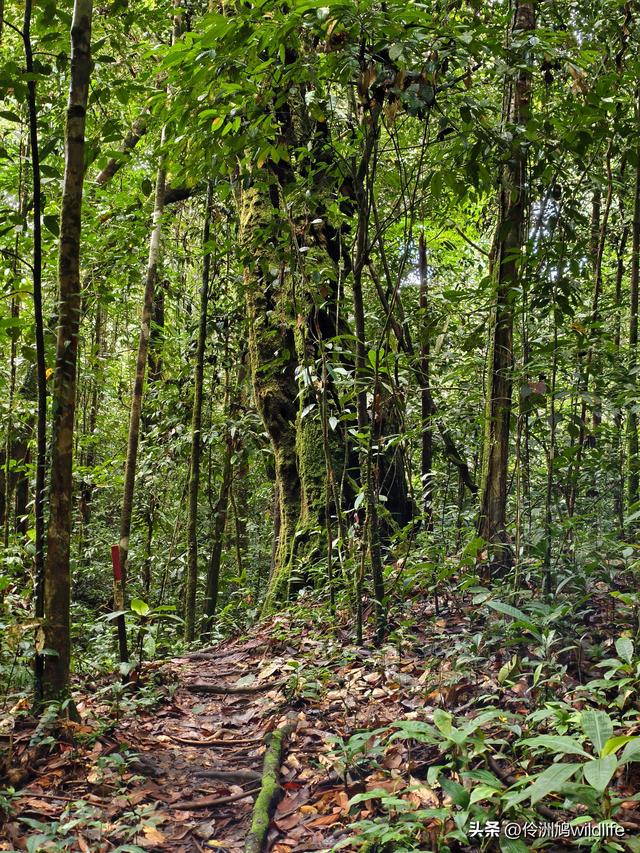 马来西亚(30)砂拉越州④姆鲁山徒步线路