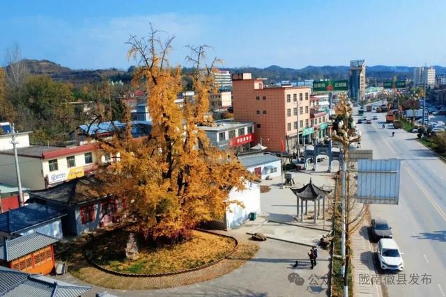 邂逅千年银杏，共赴一场时光之约