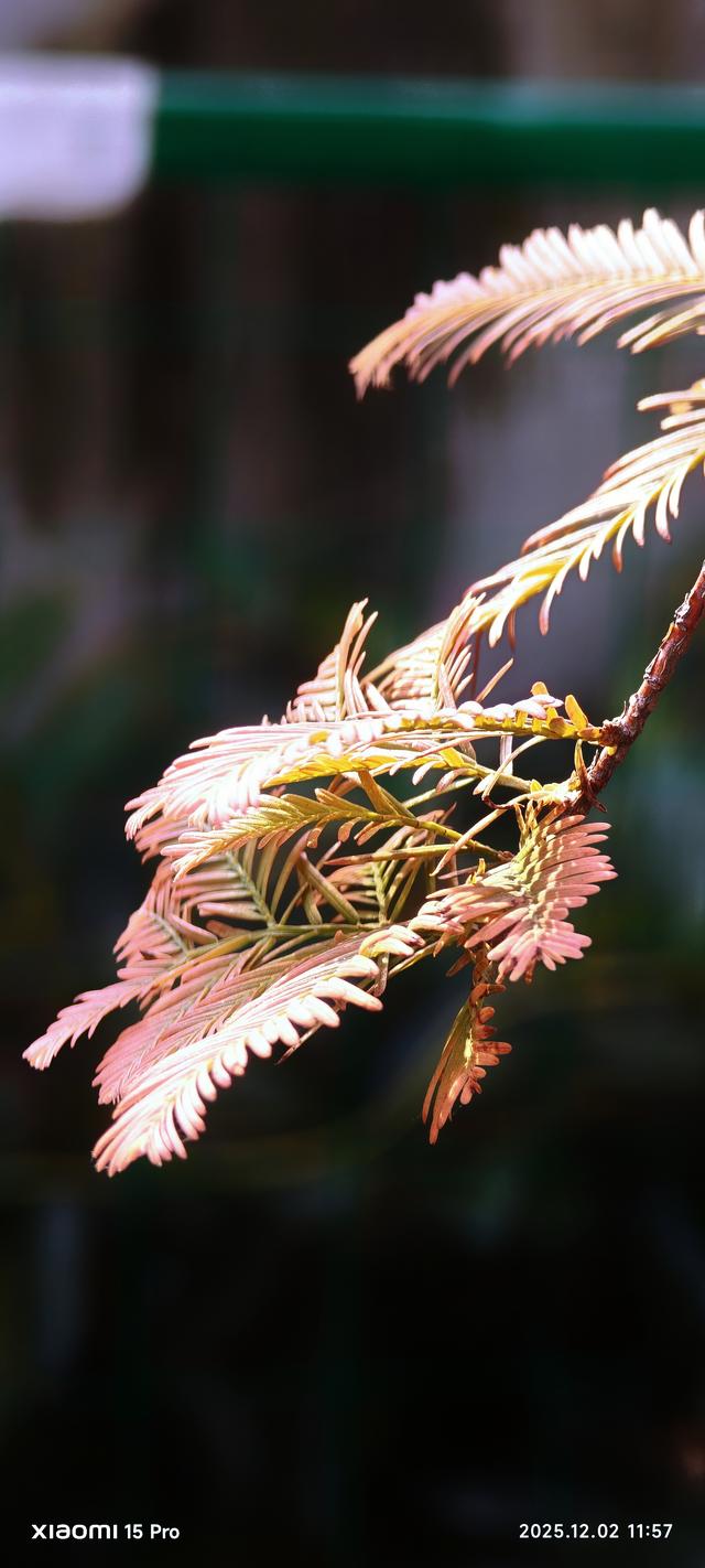 安靖蜀绣文化创意公园时下打卡好去处（手机拍一）