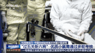 首次上天！4只小鼠已选定→