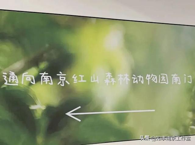 降温天逛红山动物园有多爽？