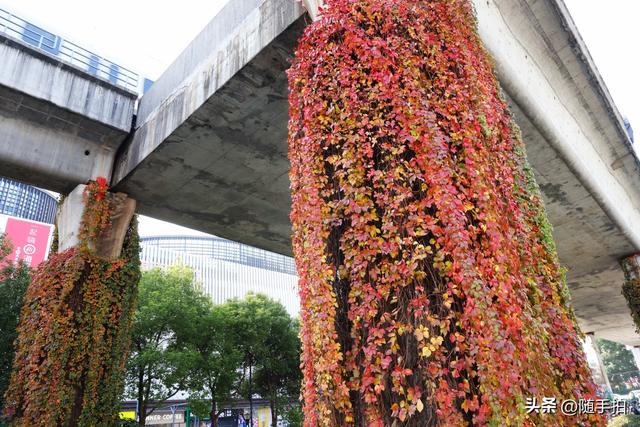 邂逅初冬美景，上海地铁11号线安亭段桥墩爬山虎红了