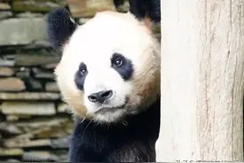 大熊猫紫烟现在强大的可怕！所有兄弟加一起，儿子都没他一个多啊图片