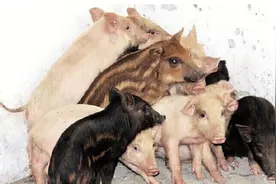 湖北一头母猪逃进深山，数月后领回13头小猪，却有6头长相怪异！图片