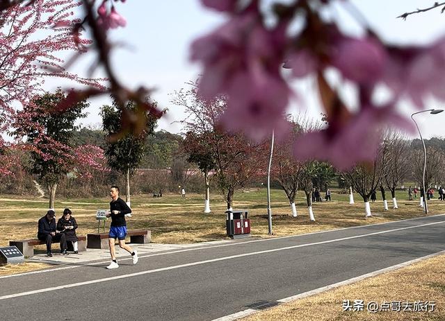 成都最大规模冬樱花开了，1000多株，惊艳壮观，免费，地铁直达！