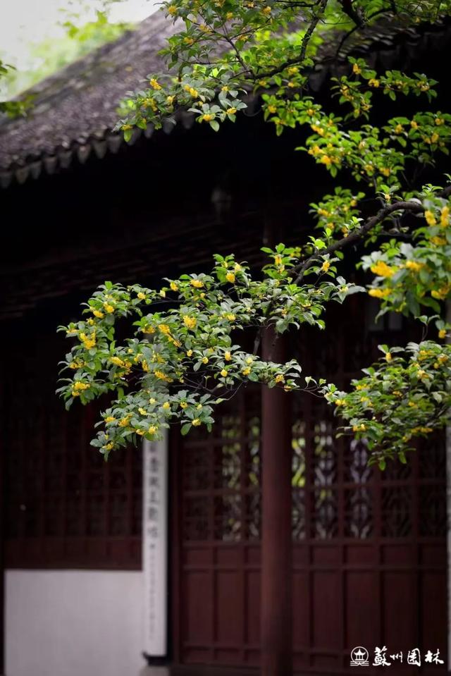 桂香满城！苏州桂花赏花地图来了！