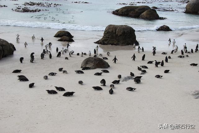 南部非洲：南非开普敦企鹅岛