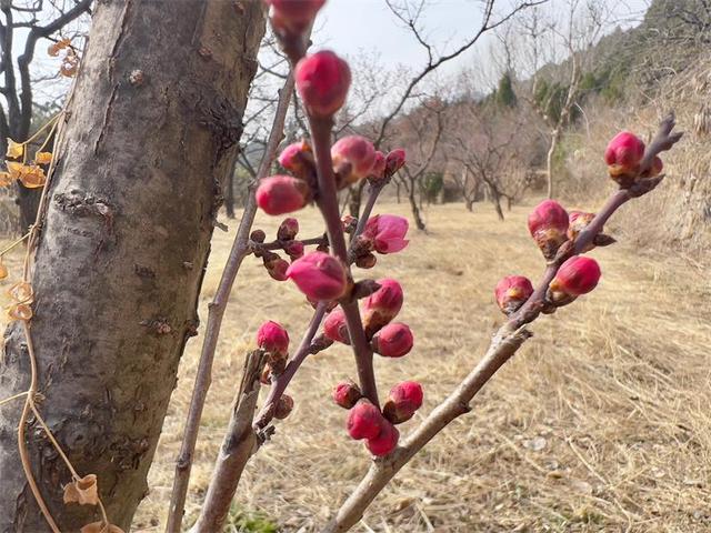 泰山梅园春意浓 梅花绽放引客来