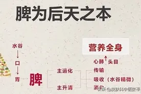 脱发，发为血之余，脾胃为气血生化之源，认真调养它，头发就长了图片