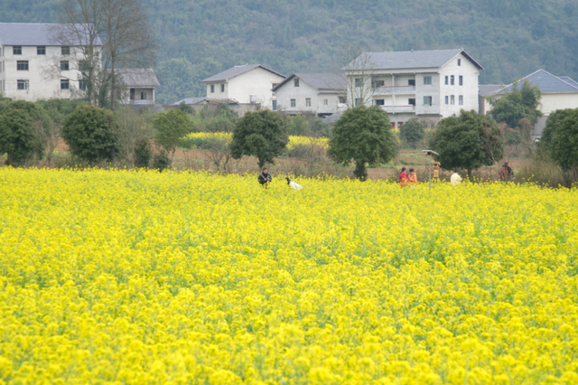 悦遵义·赴春约｜2026遵义春季主题游“1+4+N”玩法全攻略，承包你一整个春天的浪漫