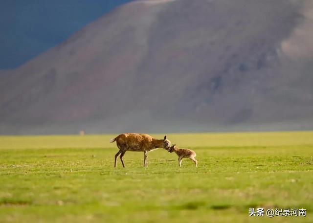 在朋友圈的一方小小天地里，那神秘而圣洁的雪域高原——西藏