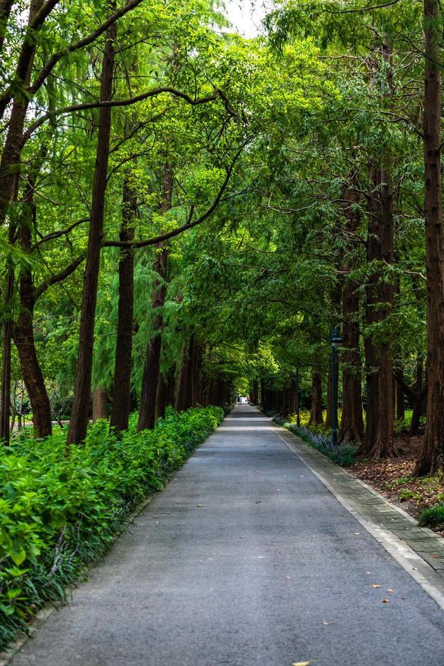 上海值得去的6个公园推荐！全部免费，好看又好玩！你都去过几个