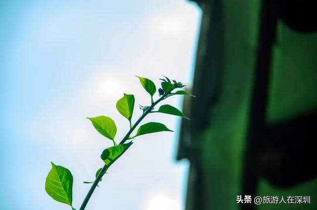 顺德逢简水乡游玩攻略，穿越百年水乡古村，邂逅岭南的诗意时光