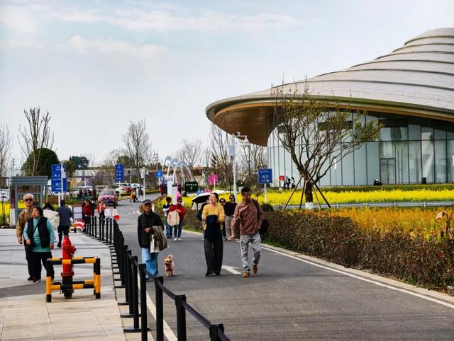 100%出片!郫都蝴蝶村彩色油菜花海,进入最美花期