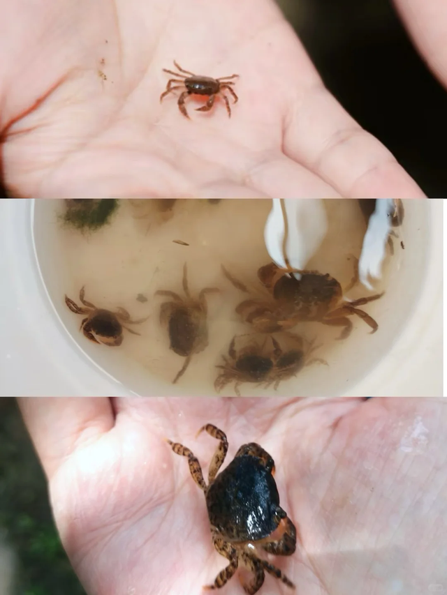 成都南门1h亲子游宝藏地，捉螃蟹、捡蘑菇、徒步钓鱼，太好玩了！