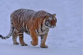 黑龙江咬人老虎或来自俄罗斯！仍有多只朝我国迁徙，可以遣返吗？图片