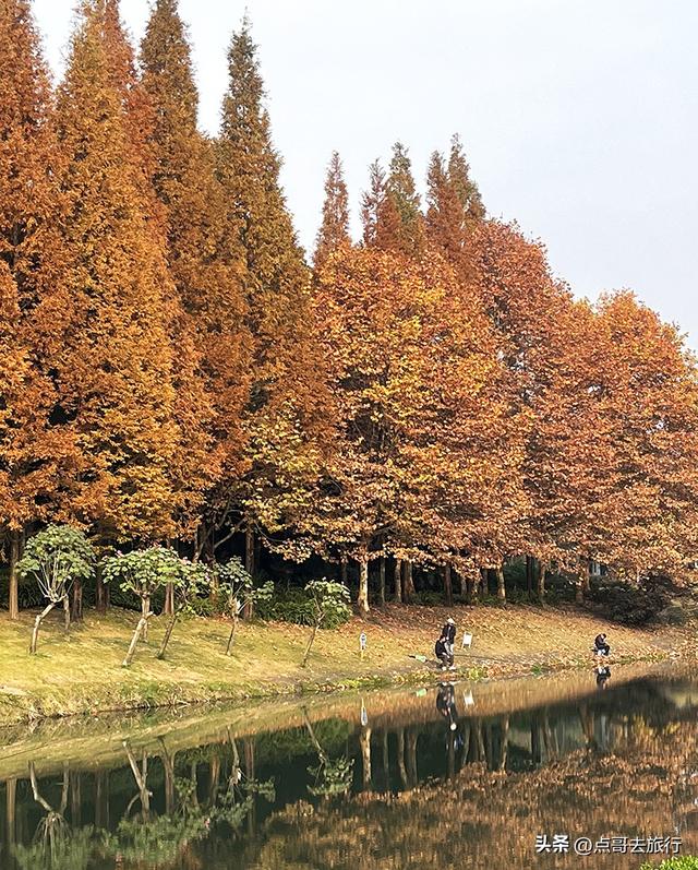 成都城市中的草原牧场，彩林比阿勒泰还美，公交车地铁直达！