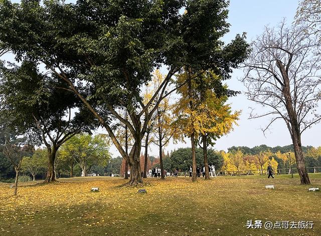 成都城市中的草原牧场，彩林比阿勒泰还美，公交车地铁直达！