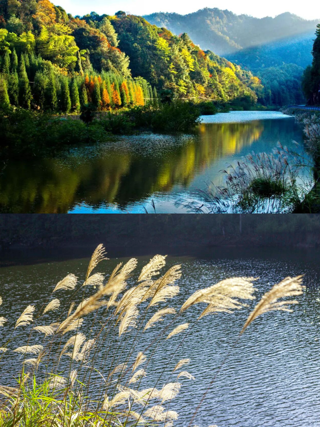 去四面山吧，别浪费重庆转瞬即逝的秋天！🍂