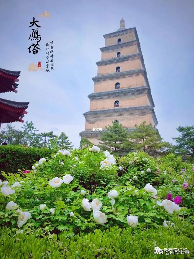 朱文杰：大雁塔的奇卉名木（下）