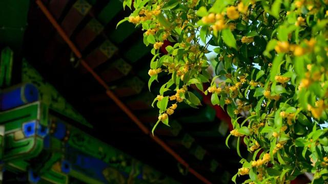 pong香！汉中的桂花怎么全“想开了”→