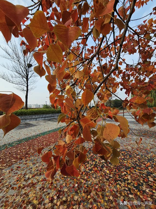 美了醉了爱了乌桕，深秋神奇神秘乌桕，美色美丽美景，一往情深!