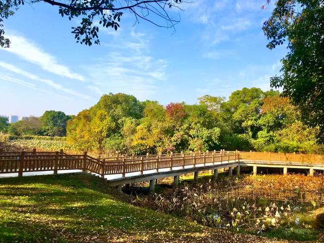 美篇：枫 叶 红 了