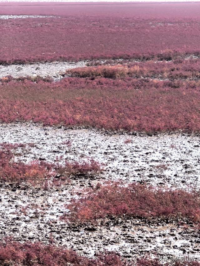 2025辽宁赏秋之旅日记(5)——从本溪前往盘锦 游览红海滩景观