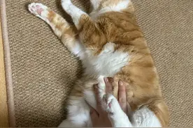 养猫久了才知道，猫咪让你这样做，是被你拿下了图片