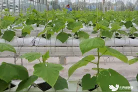 在东西湖，把五一过成慢生活图片