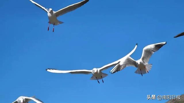 “鸥”耶！现在可以来丹江大观苑看海鸥咯~