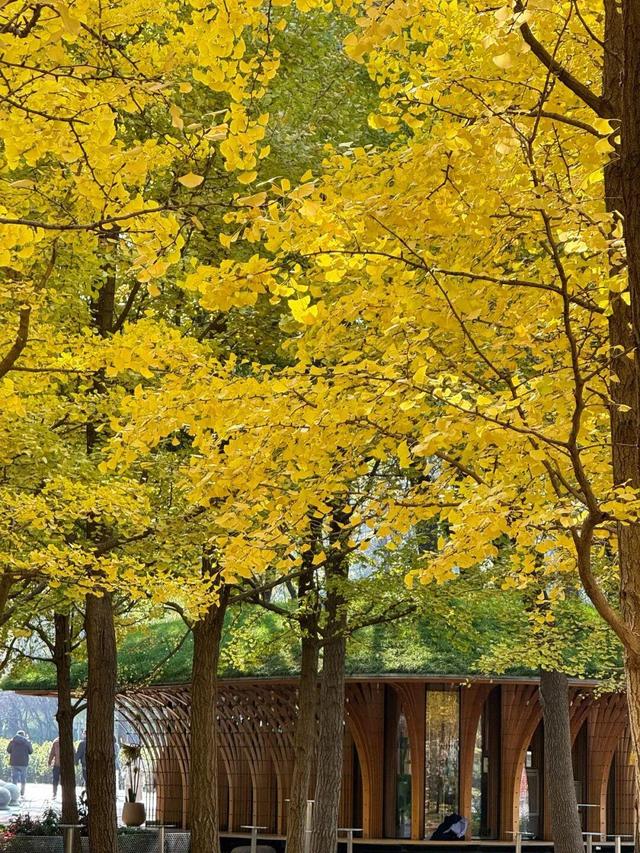 实拍！海淀“莫奈花园”已开启五彩斑斓“童话模式”