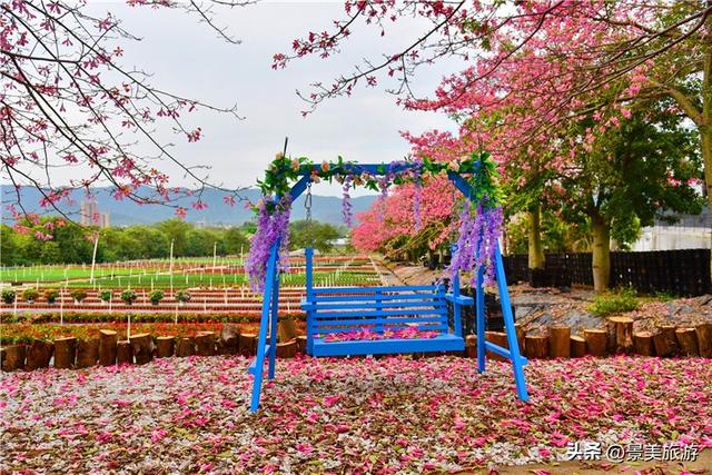 一场寒雨，卡玛缤纷花世界木棉长廊落红无数，就差一个林黛玉