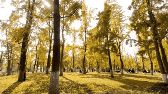 东坡银杏已“上分” ！快来拍