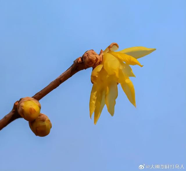 济南第一波蜡梅开了！这些赏梅地，赶紧冲！