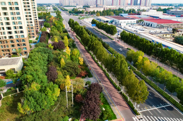 金黄的银杏、火红的枫叶……邢台市区秋叶观赏指南来了！