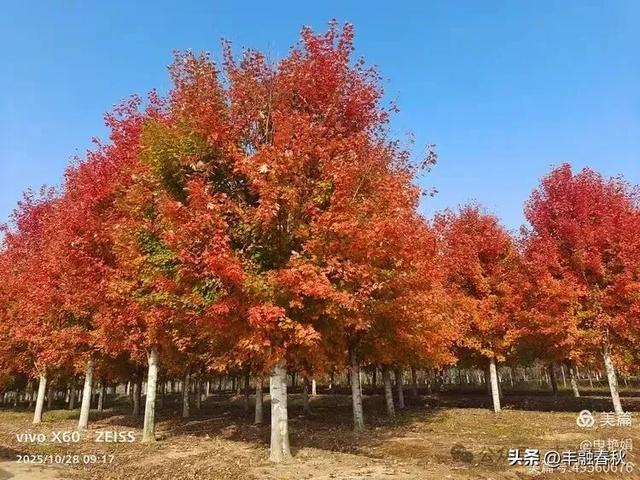 丹枫映秋，枫彩满楼｜申艳娟