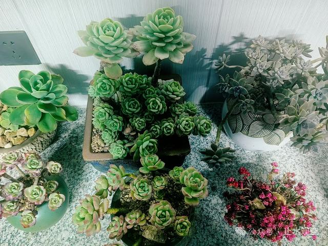 结婚三十年，我没送过玫瑰	，但陪她搬了上万次“心头肉	”