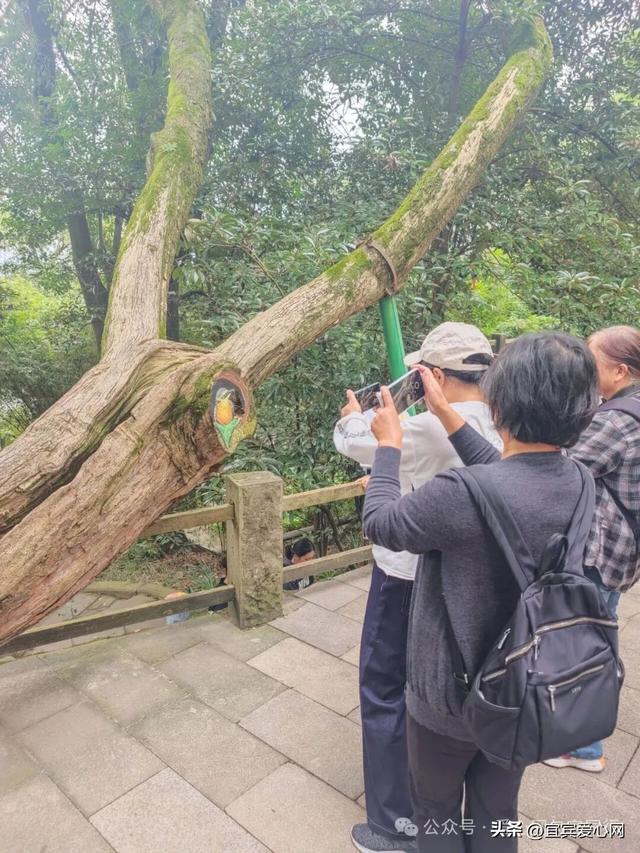 生态美！翠屏山景区新增彩绘小动物图案