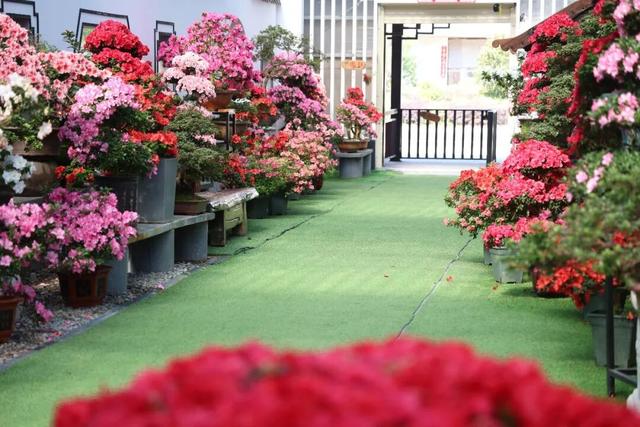 龙岩周末去哪儿｜看游龙、赏樱花，本周末必冲的两大惊喜目的地→