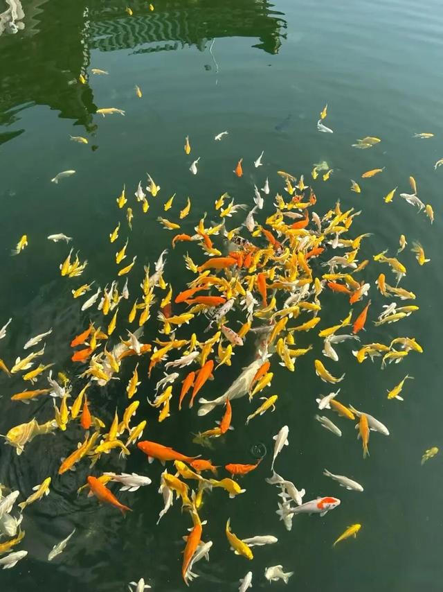 这些人免票！锦鲤土司城邀你一起登高祈福