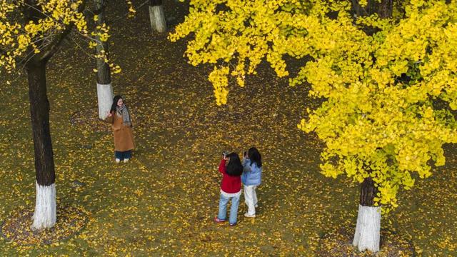 重庆园博园美出新高度！随手一拍都超超超出片→