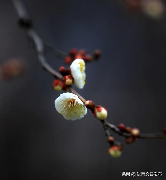 冬日“梅”景，真美！
