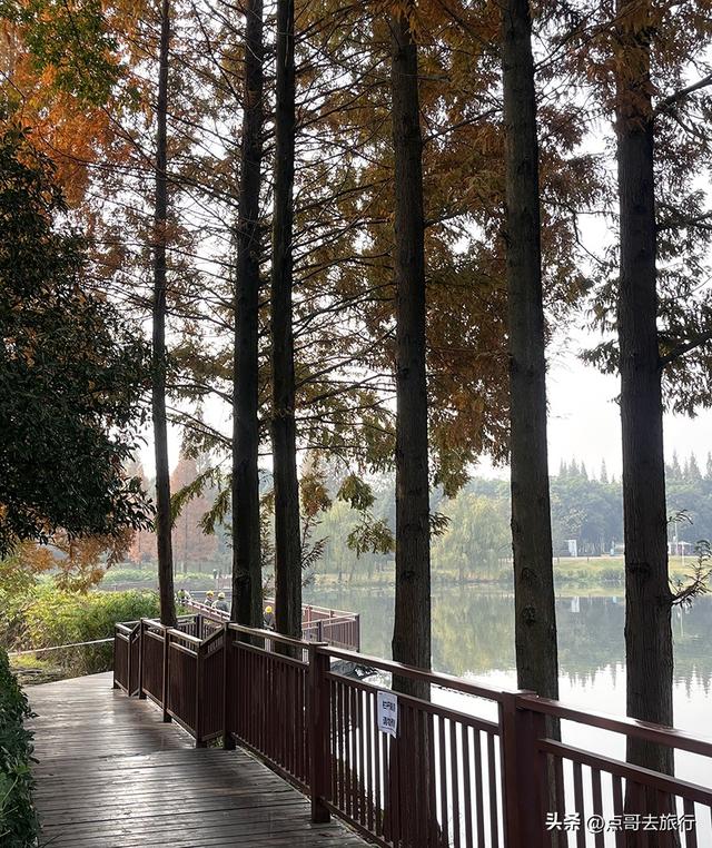 成都城市中的草原牧场，彩林比阿勒泰还美，公交车地铁直达！